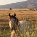 Payette Police Chief: Owner Had Not Checked on Horses for At Least a Week